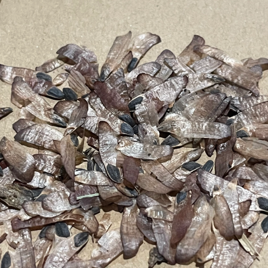 Jack Pine Seeds