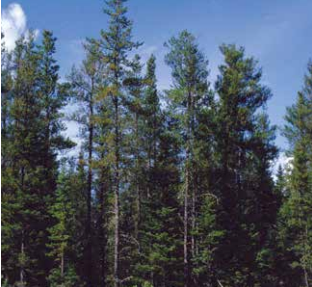 Jack Pine Seeds