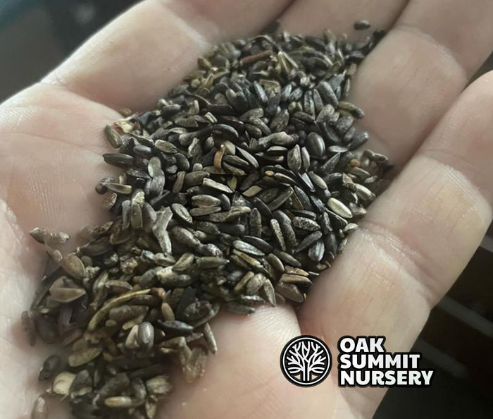 Jerusalem Artichoke Seeds