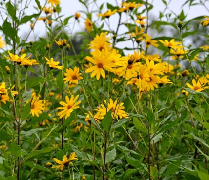 Jerusalem Artichoke Seeds