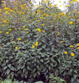 Jerusalem Artichoke Seeds