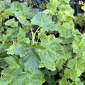 Jostaberry (Ribes x nidigrolaria 'Josta') at Oak Summit Nursery, fall 2026