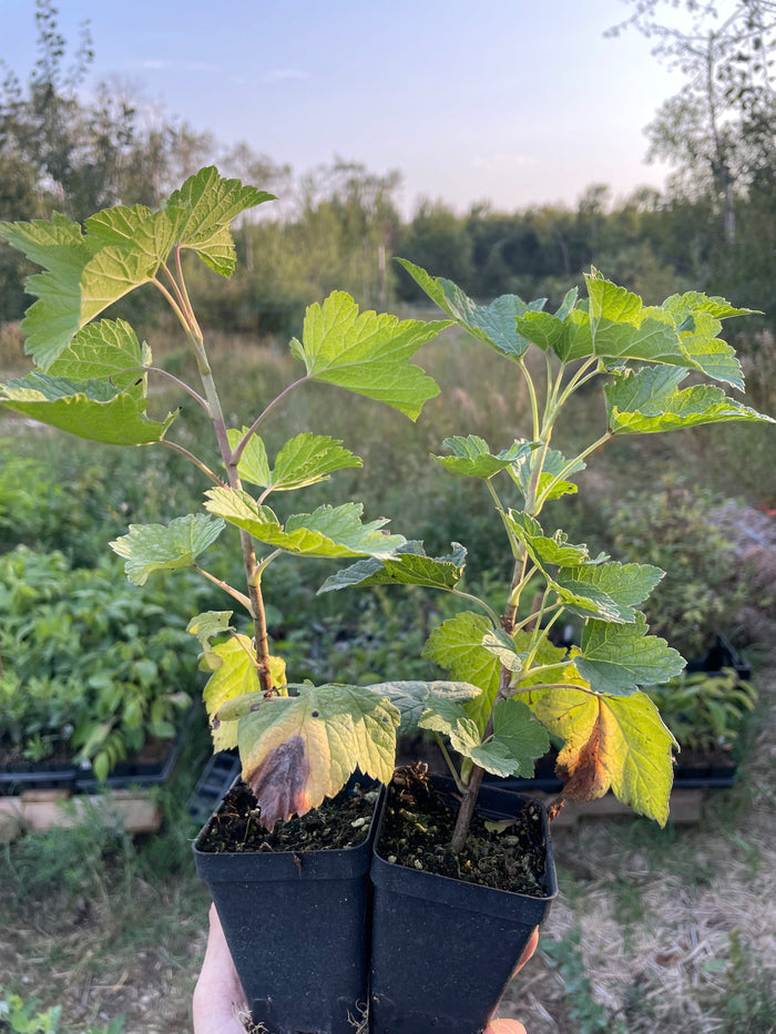 Laxton's Giant Black Currant