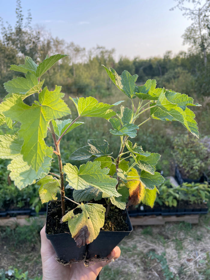 Laxton's Giant Black Currant