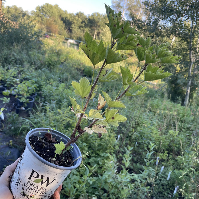 Laxton's No. 1 Red Currant at Oak Summit Nursery, fall 2026