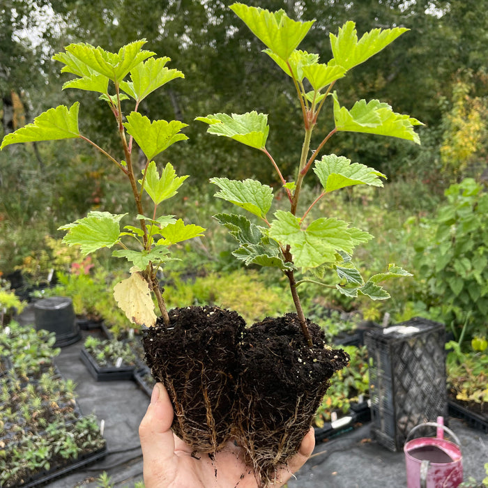 Laxton's No. 1 Red Currant