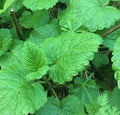 Lemon Balm Seeds