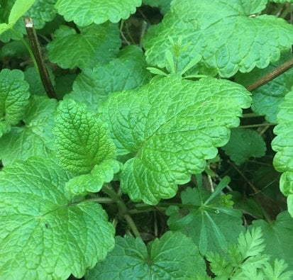 Lemon Balm Seeds