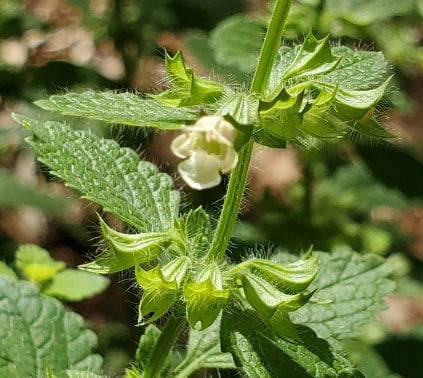 Lemon Balm Seeds