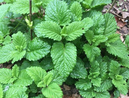Lemon Balm Seeds
