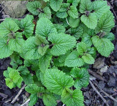 Lemon Balm Seeds