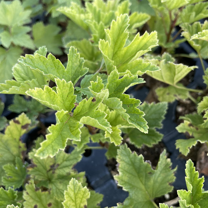 London Market Red Currant at Oak Summit Nursery, fall 2026
