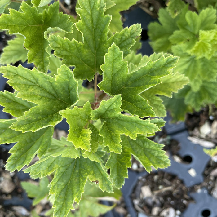 London Market Red Currant at Oak Summit Nursery, fall 2026