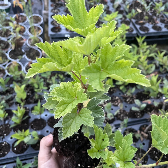 London Market Red Currant