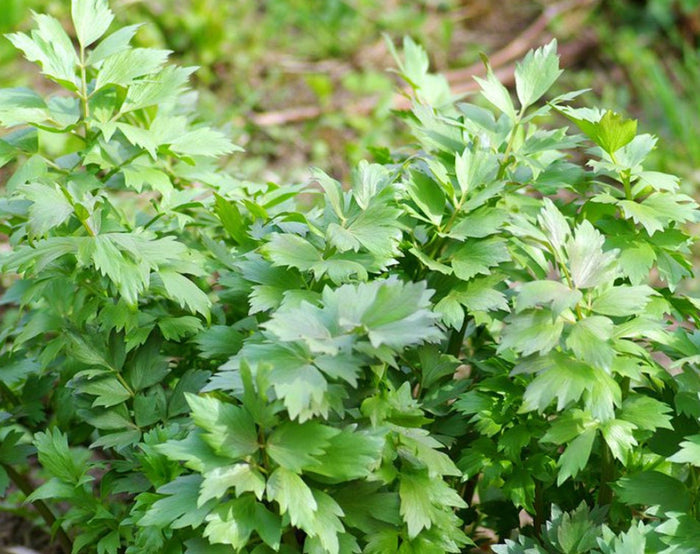 Lovage Seeds