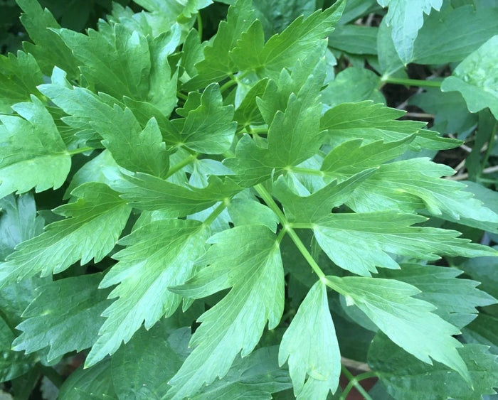 Lovage Seeds