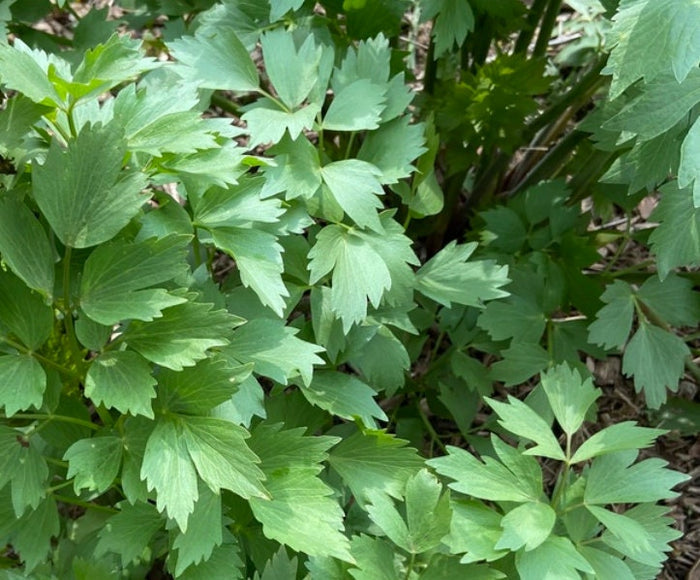 Lovage Seeds