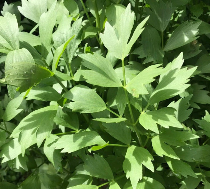 Lovage Seeds