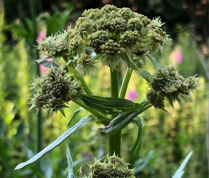Lovage Seeds