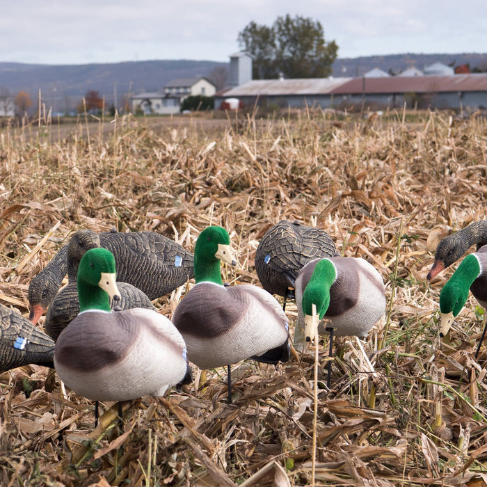 Mallard Duck Decoys - 12/PK