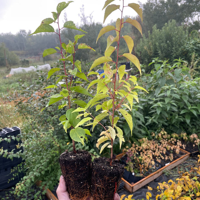 Manchurian Apricot Seedlings