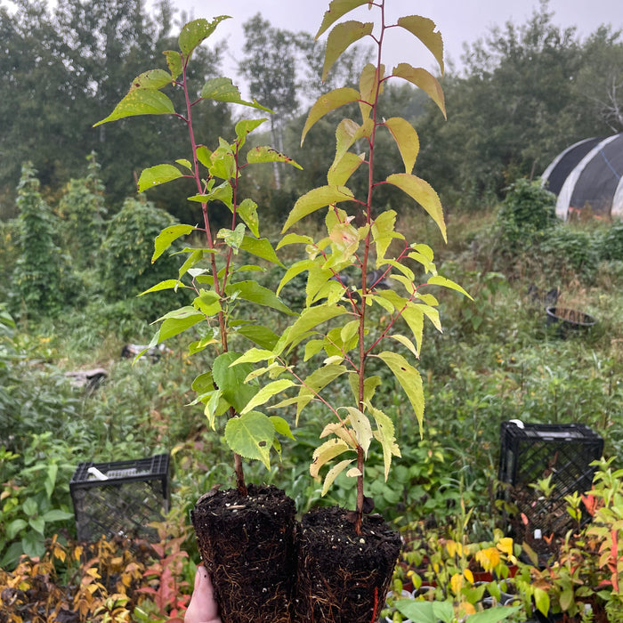 Manchurian Apricot Seedlings