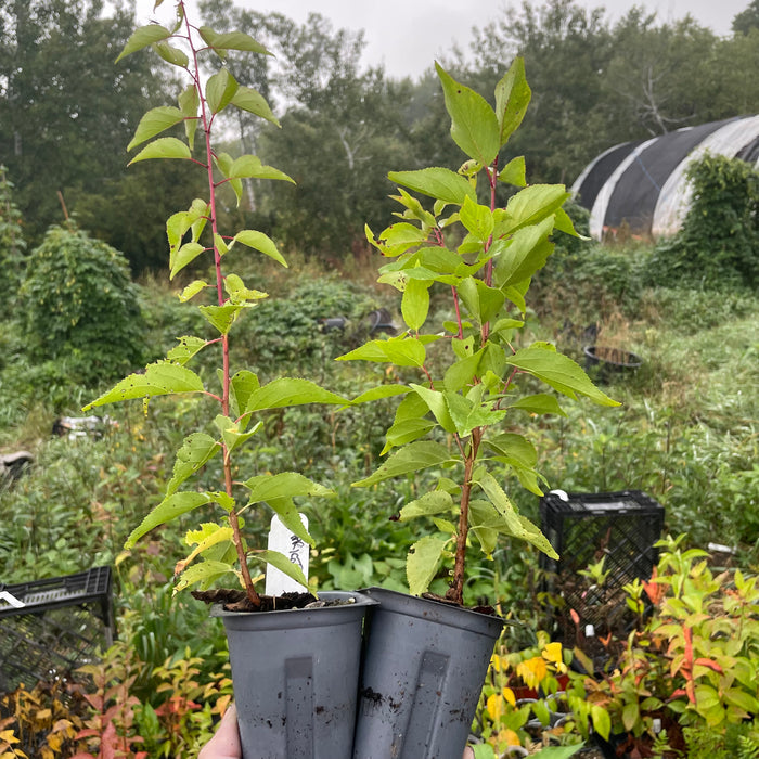 Manchurian Apricot Seedlings