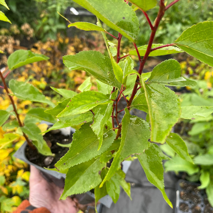 Manchurian Apricot Seedlings