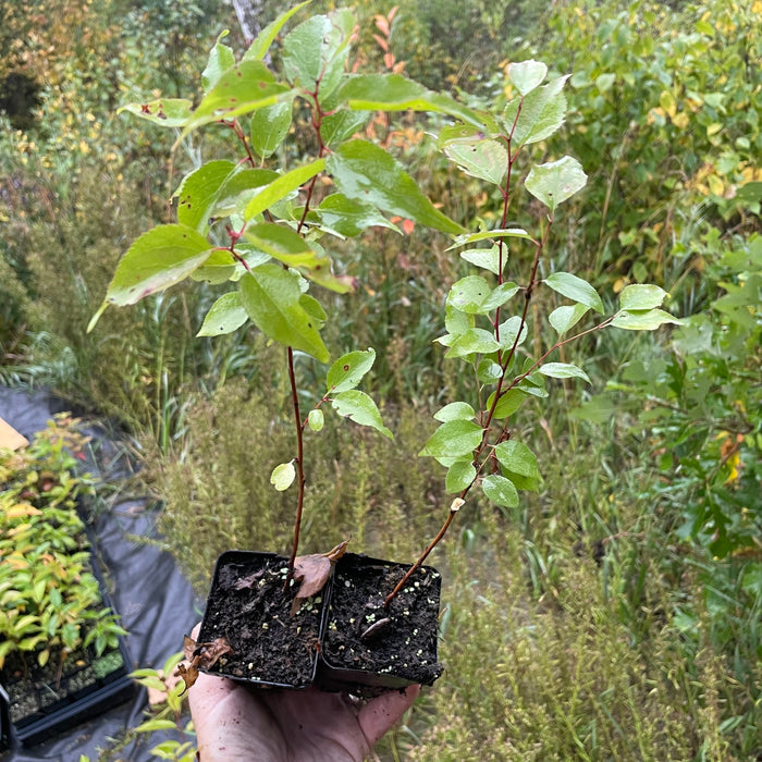 Manchurian Apricot Seedlings
