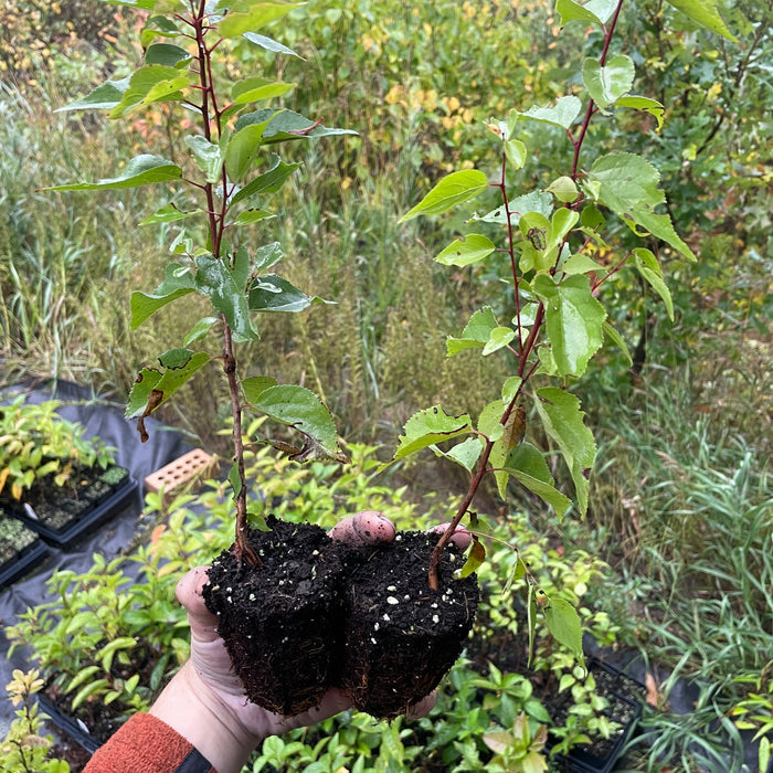 Manchurian Apricot Seedlings