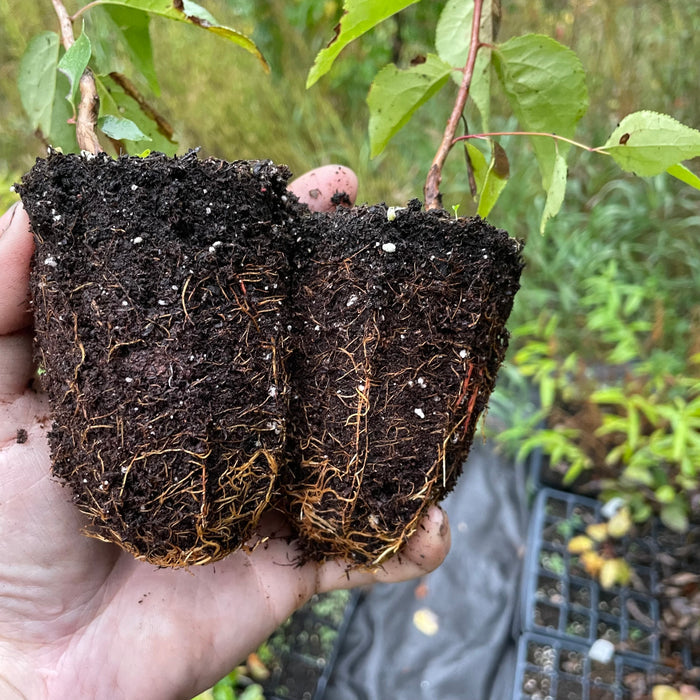 Manchurian Apricot Seedlings