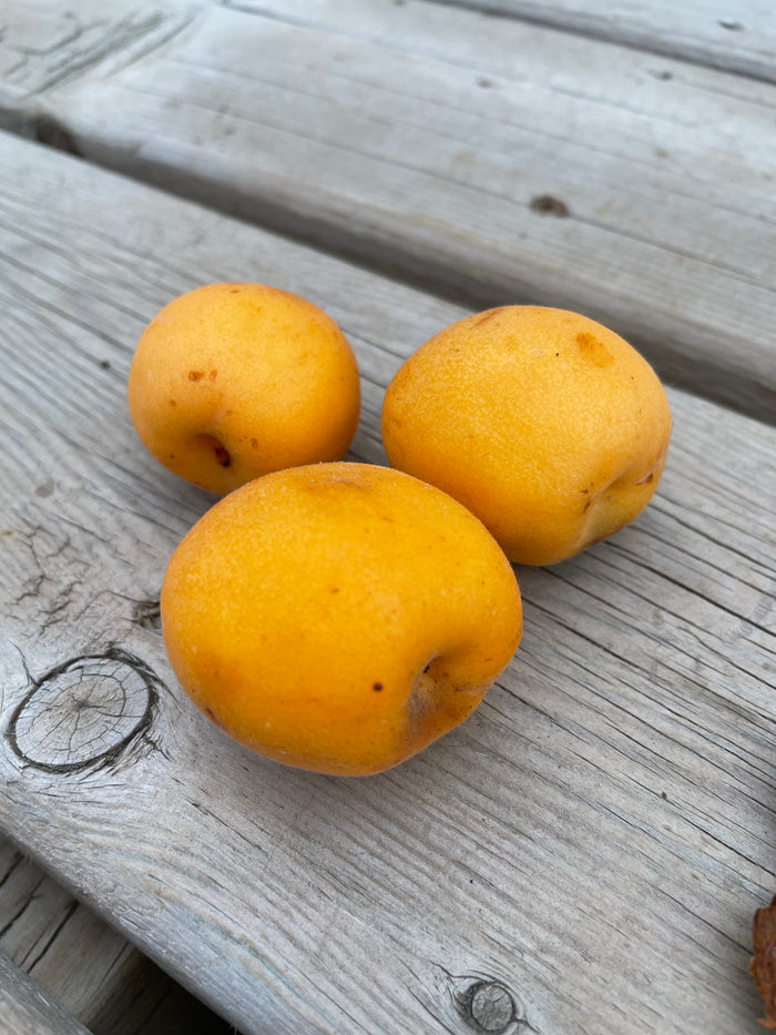 Manchurian Apricot Seeds