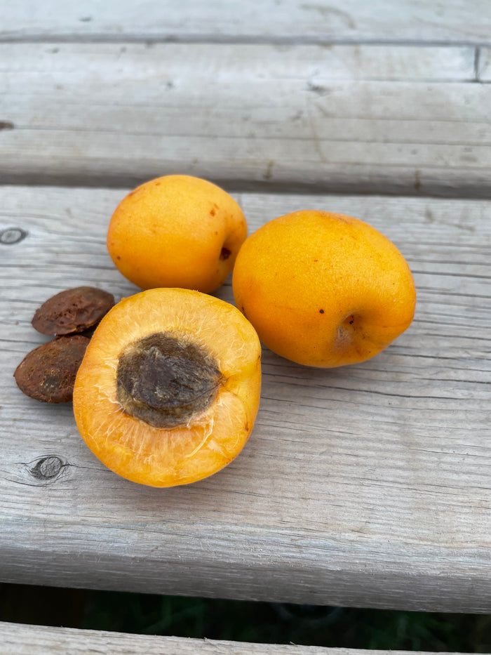 Manchurian Apricot Seeds