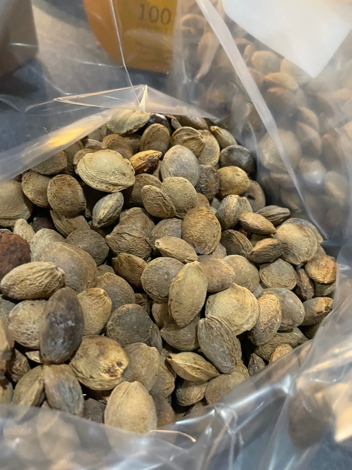 Manchurian Apricot Seeds