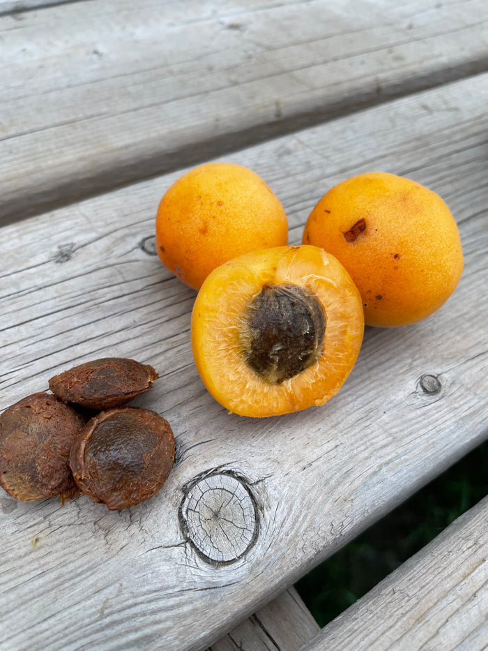 Manchurian Apricot Seeds