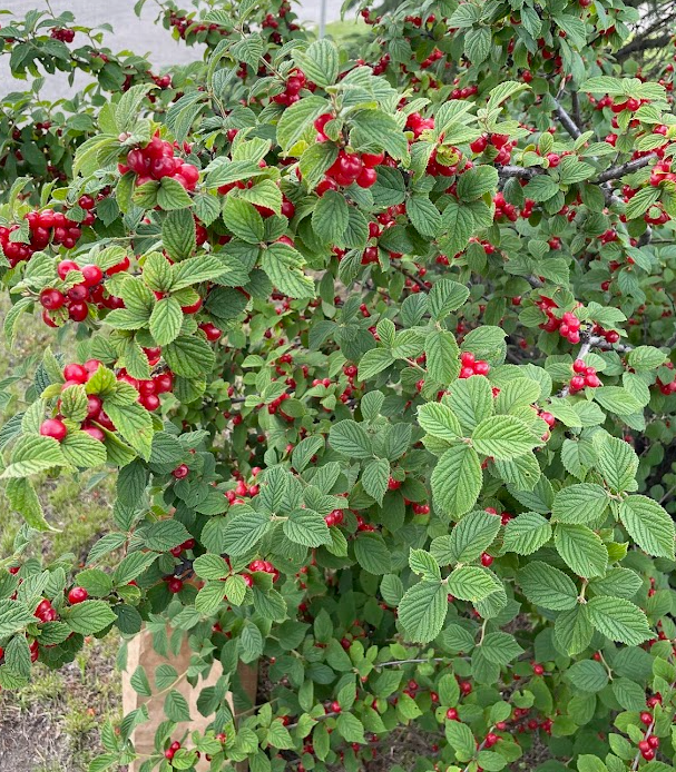 Nanking Cherry Seeds