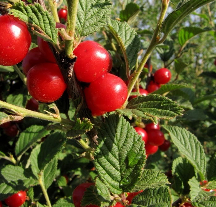 Nanking Cherry Seeds