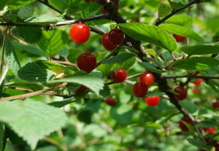 Nanking Cherry Seeds