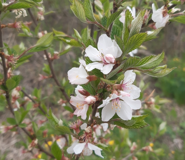 Nanking Cherry Seeds