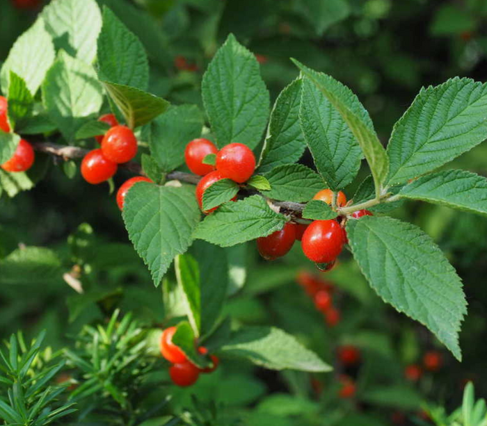 Nanking Cherry Seeds