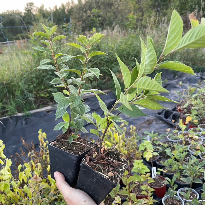 Nanking Cherry