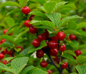 Nanking Cherry