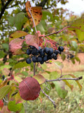 Nannyberry Seeds