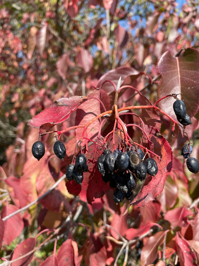 Nannyberry Seeds