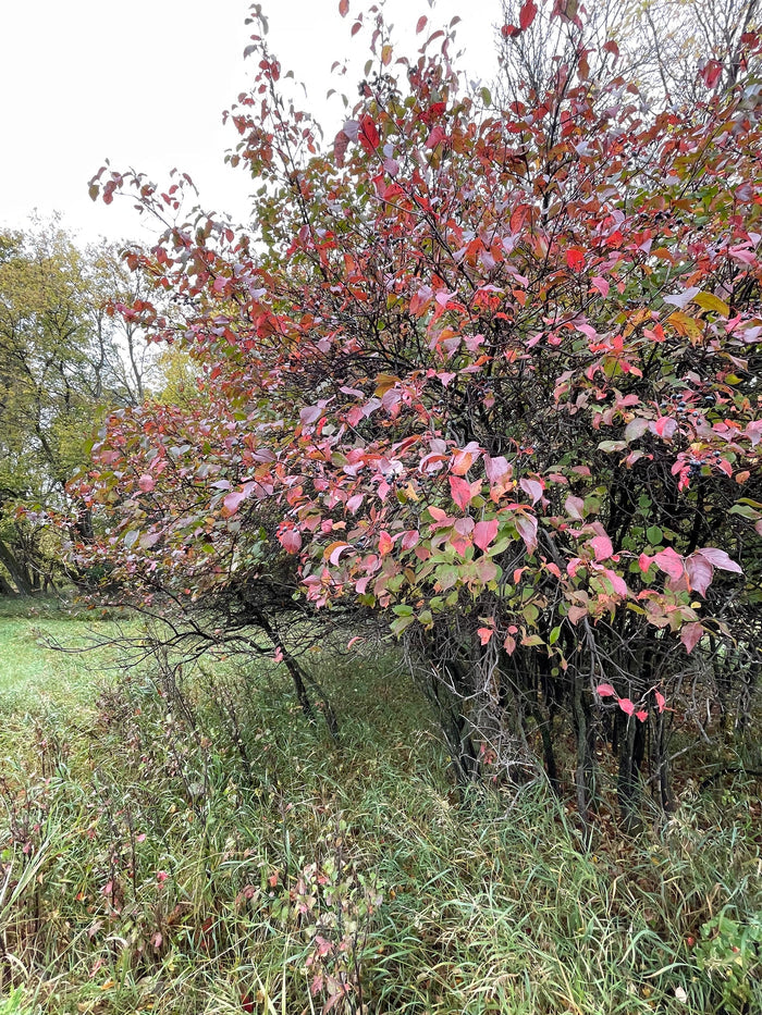 Nannyberry Seeds