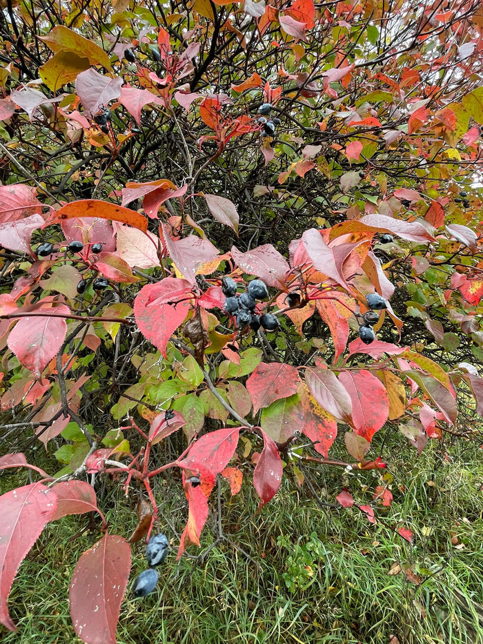 Nannyberry Seeds