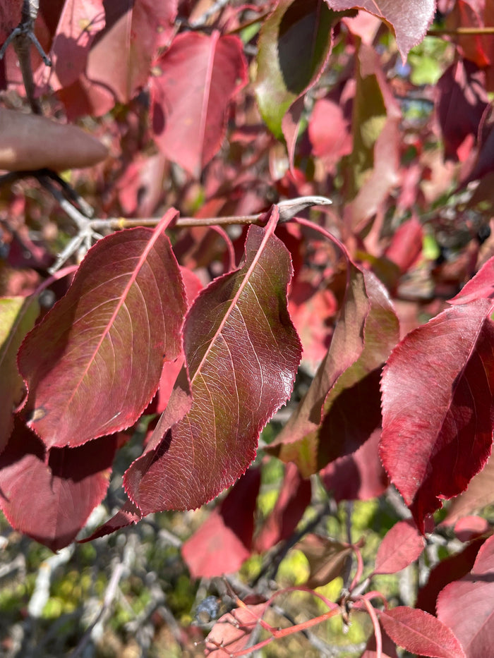 Nannyberry Seeds