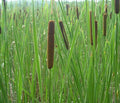 Narrow Leaved Cattail Seeds