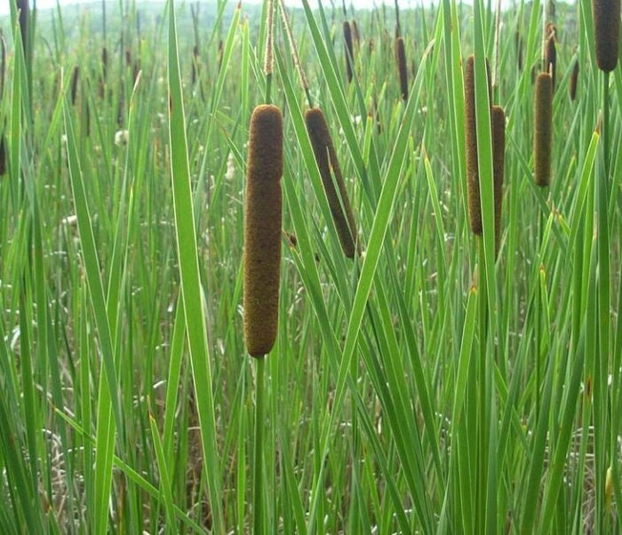 Narrow Leaved Cattail Seeds