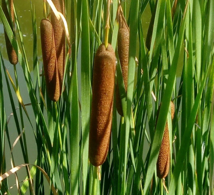 Narrow Leaved Cattail Seeds